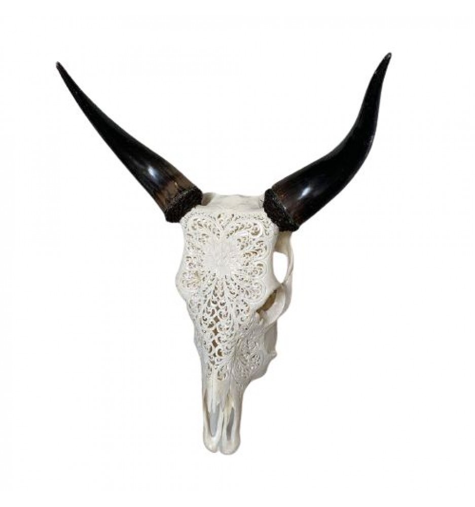 Scrimshawed Asian Water Buffalo Skull